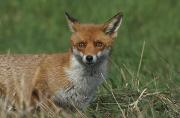 A magnificent Red Fox (Vulpes vulpes) searching for food to eat at the edge of shrubland.	