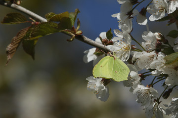 A stunning Brimstone Butterfly (Gonepteryx rhamni) nectaring on white Cherry blossom in spring.