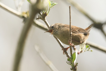 A pretty Wren, Troglodytes troglodytes, perched on a branch in a tree singing.