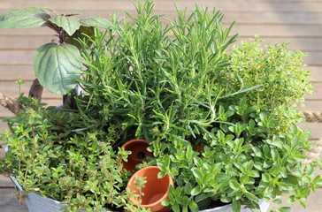 Frische Kräuter (Basilikum, Rosmarin, Bohnenkraut, Zitronenthymian und scharfer Oregano) aus dem eigenen Garten 