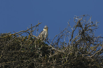 An extremely rare stunning Great Spotted Cuckoo, Clamator glandarius, perched on a bush on the Isle of Wight in spring.	