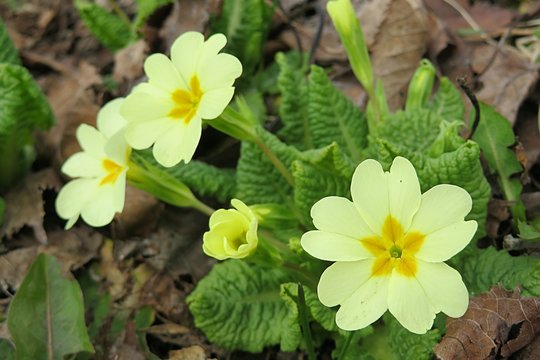 Yellow primula flowers in the garden in spring, closeup