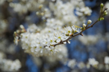 Close up macro photo of tiny white flowers, blossoms, sky background, tiny green leaves, branches of a tree in spring season, beautiful springtime, gardening and farm tree