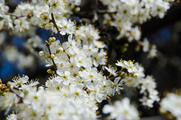 Close up macro photo of tiny white flowers, blossoms, sky background, tiny green leaves, branches of a tree in spring season, beautiful springtime, gardening and farm tree