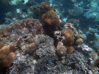 snorkeling Zanzibar, Tanzania, Indian ocean