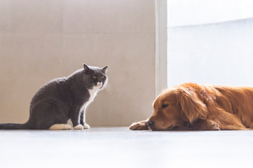British short-haired cats and golden retriever dogs get along amicably