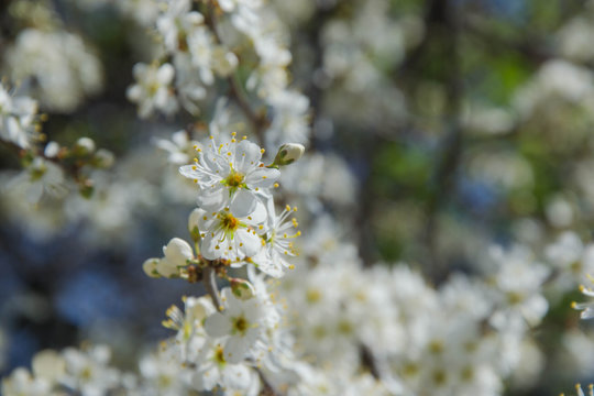 Close up macro photo of tiny white flowers, blossoms, sky background, tiny green leaves, branches of a tree in spring season, beautiful springtime, gardening and farm tree