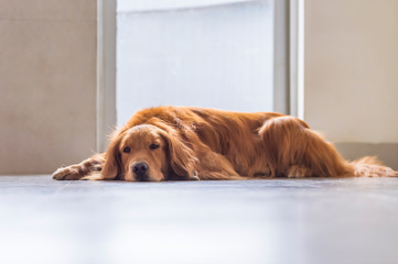 The Golden Hound lies on the ground.