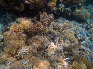 snorkeling Zanzibar, Tanzania, Indian ocean