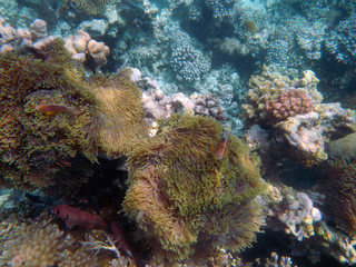 snorkeling Zanzibar, Tanzania, Indian ocean