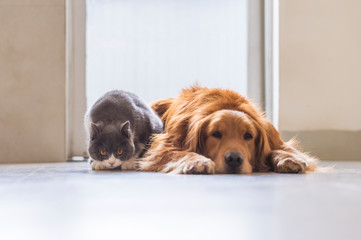 British short-haired cats and golden retriever dogs get along amicably