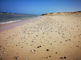 Einsiedlerkrebese auf Naturstrand in Wüste