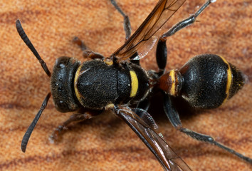 Macro Photo of Wasp on Wooden Floor