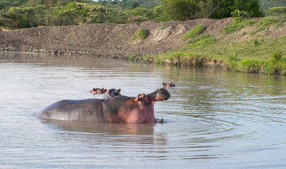 Hippo with open mouth in small lake, national park, Uganda, Africa