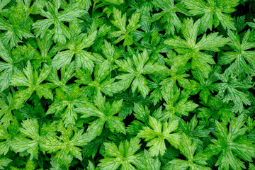 Background of green leaves natural in dark green color. 