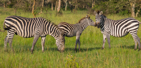 Fototapeta na wymiar Zebra family on green savanna surrounded by rain forest in national park, Uganda, Africa 