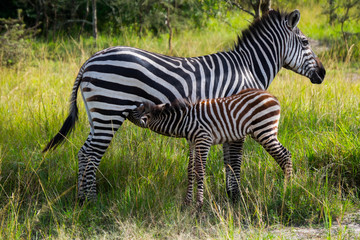 Mother and feeding baby zebra in green grassland in national park, Uganda, Africa