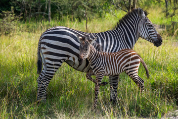 Fototapeta na wymiar Mother and baby zebra in green grassland in national park, Uganda, Africa
