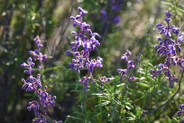 Belleza Natural