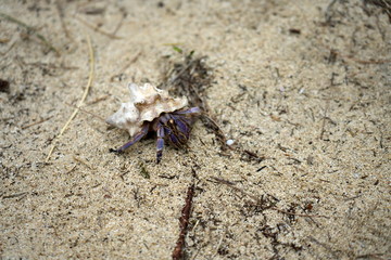 Amami Oshima, Japan - Terrestrial Hermit Crab, Coenobita purpureus Stimpson--nationally protected species, on Tomori Beach at Amami Oshima, Kagoshima, Japan