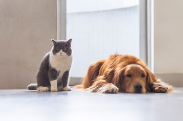 British short-haired cats and golden retriever dogs get along amicably