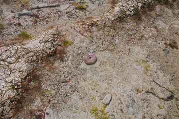 sea urchin, Zanzibar, Indian ocean
