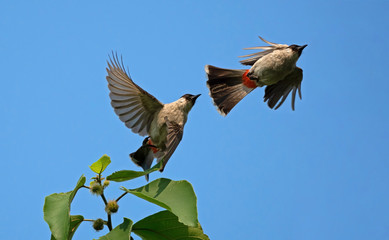 Close up Two Sooty-headed bulbul Birds are Flying in the Air Isolated on Blue Sky