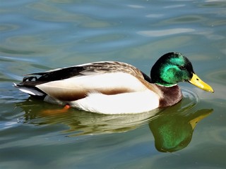 Obraz premium Mr. Duck