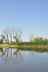 Fototapeta na wymiar Reflections Trees Reeds and Lake