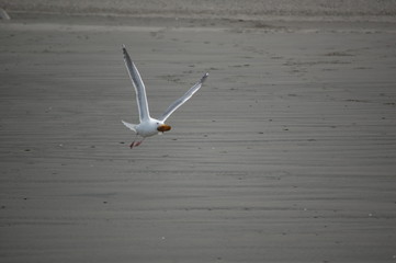 Seagull with Clam In Flight Wings Up