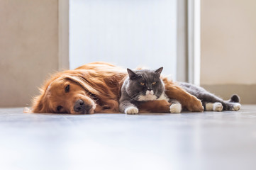 British short-haired cats and golden retriever dogs get along amicably