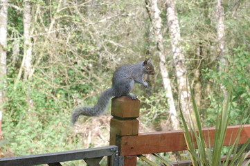 Squirrel on Post 1
