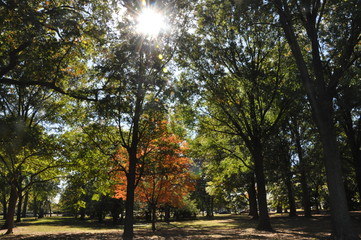 Sunbeam through Park Trees