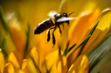 bee collects nectar on yellow crocs on a sunny spring day
