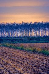 tree in a row on cultivated field