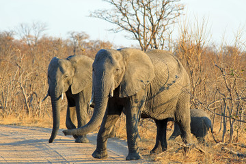 Small family herd of African Elephants walking across a dry dust track in Hwange National Park, Zimbabwe