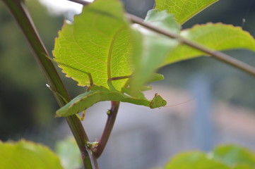 ハラビロカマキリ　Hierodula patellifera