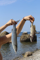 Sea fish close up. Hold in hand. Fresh seafood that comes from the ocean.