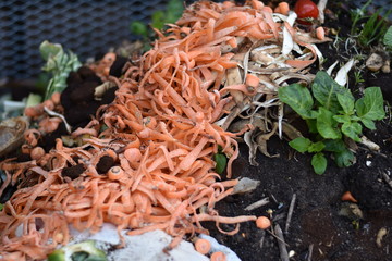 Komposthaufen mit verschiedenen Bioabfällen im Garten
