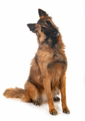 belgian shepherd tervueren