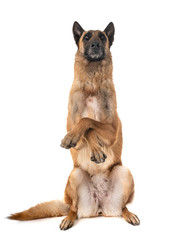 belgian shepherd malinois