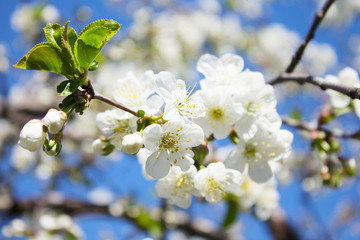 spring white  flowering beautiful trees