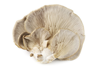 Oyster mushrooms on white