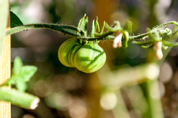 Ripening tomatoes on the bush - a natural scenery