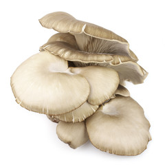 Oyster mushrooms on white