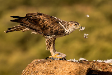 Amazin wild bonelli's eagle eating