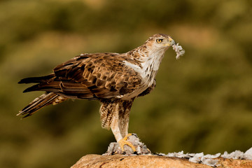 Amazin wild bonelli's eagle eating
