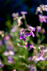 Fototapeta na wymiar Lilac spring flowers - a natural scenery