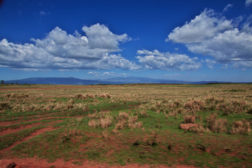 Obraz premium Safari, Tanzania, Kenya