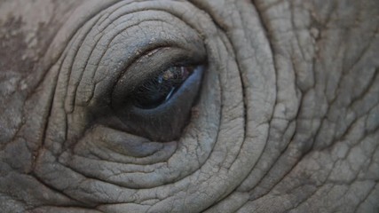 Close up of baby rhinoceros eye while being fed milk